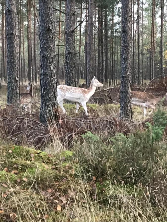 Domek Borsk Eksteriør bilde